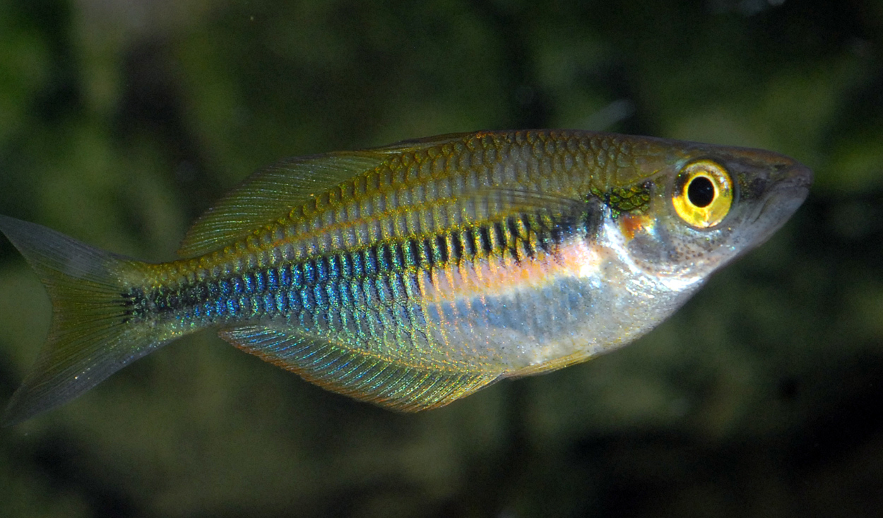 Melanotaenia fredericki