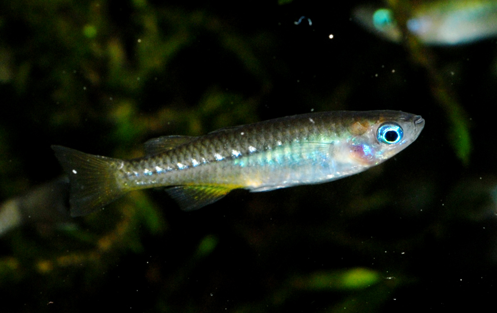 Pseudomugil tenellus