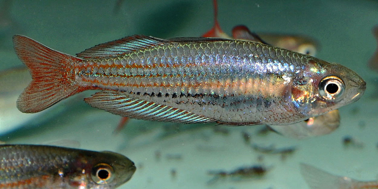Melanotaenia australis