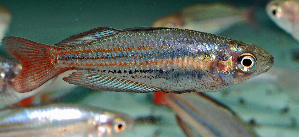 Melanotaenia australis