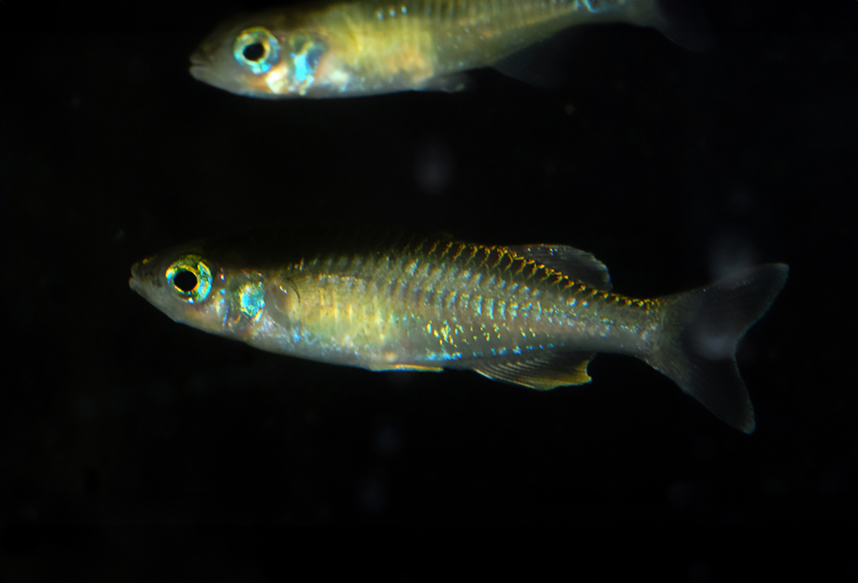 Telmatherina sp. 'Suraya'
