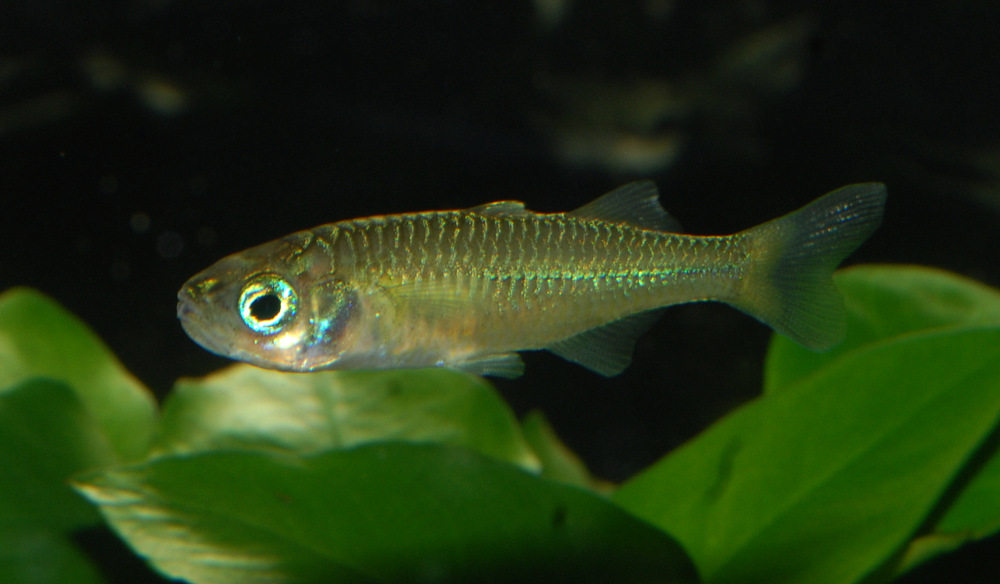 Telmatherina sp. 'Suraya'
