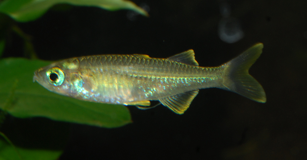 Telmatherina sp. 'Suraya'