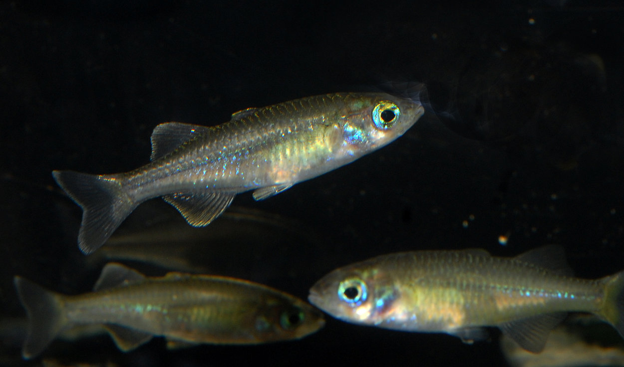 Telmatherina sp. 'Suraya'