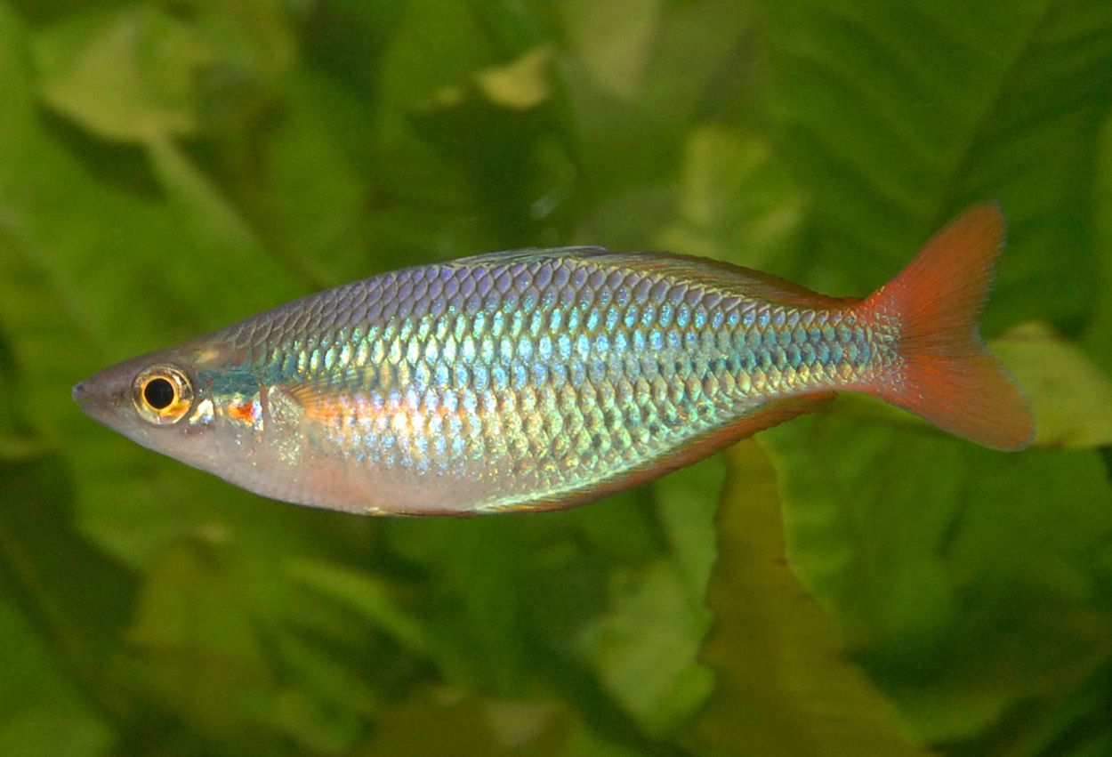 Melanotaenia sp. 'Aru II'