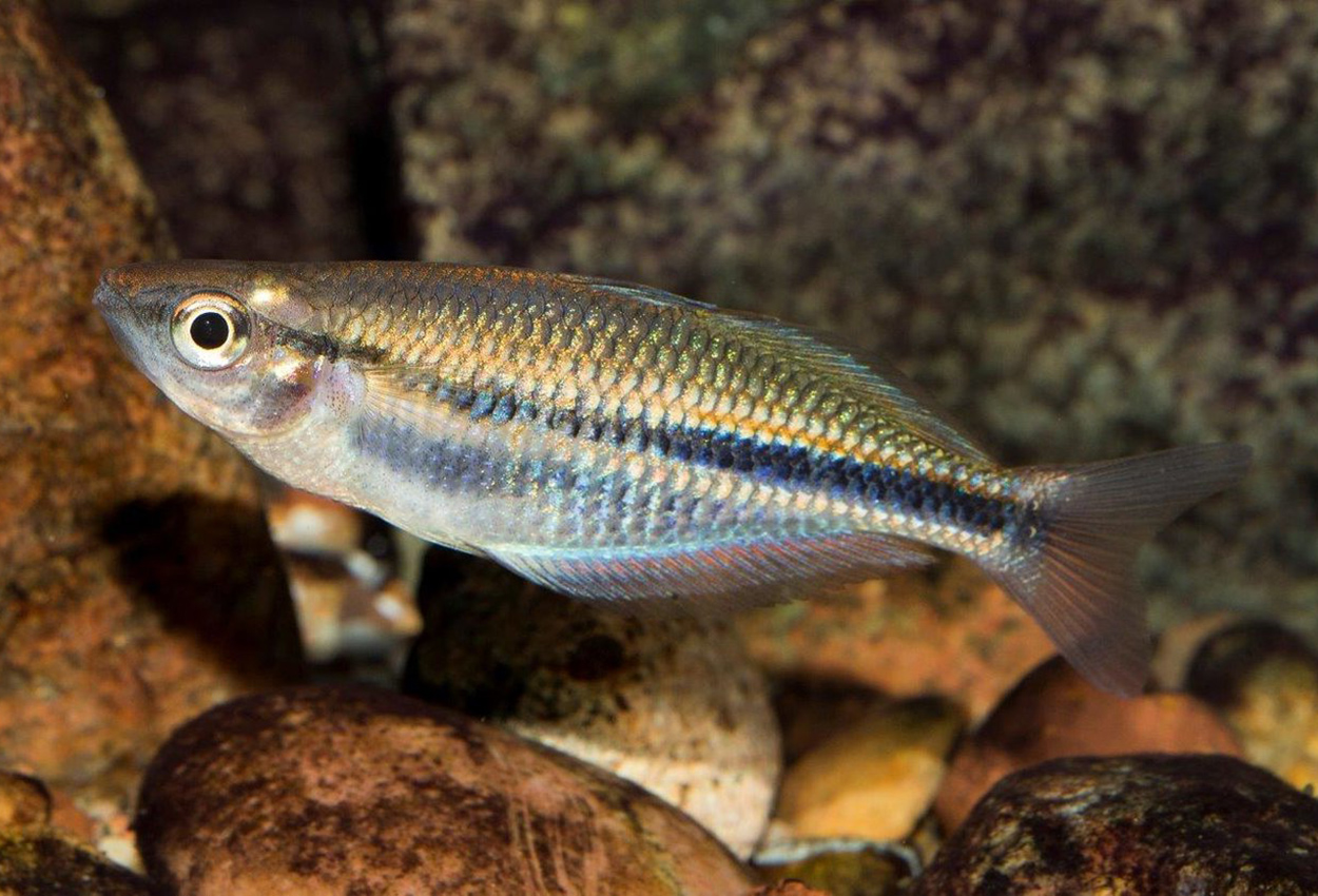 Omba regnbuefisk