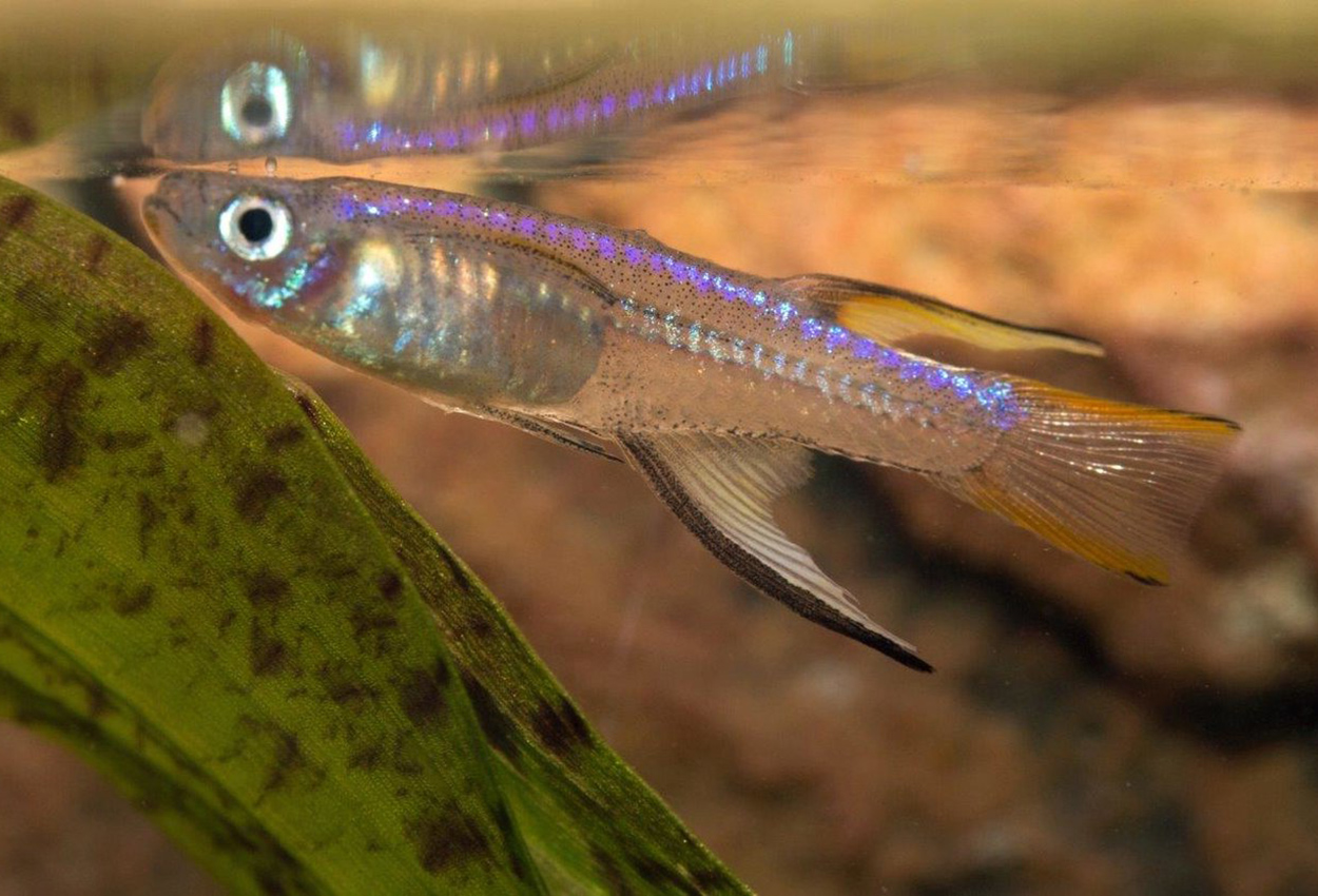 Blueback Blueeye, Neon Blueeye.