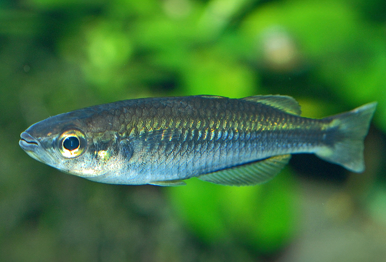 Ankavia regnbue, turkis regnbue