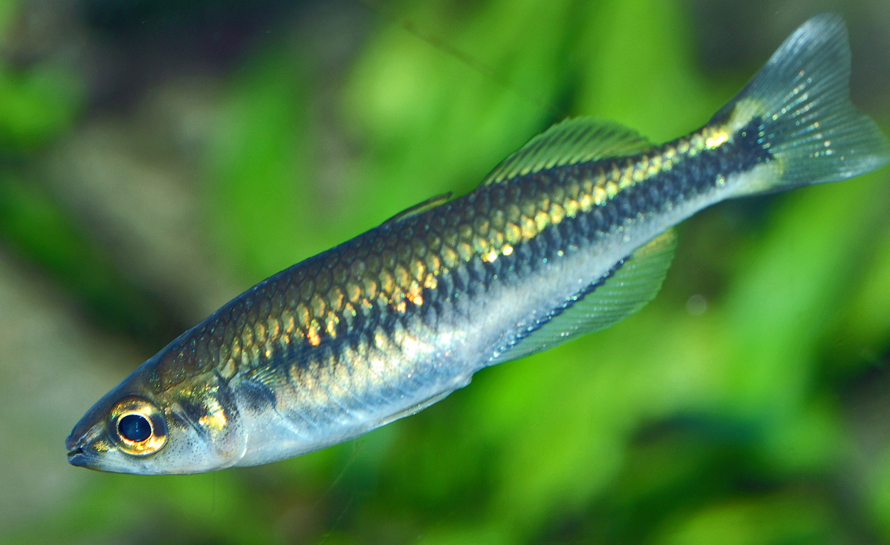 Bedotia sp. 'Ankavia'