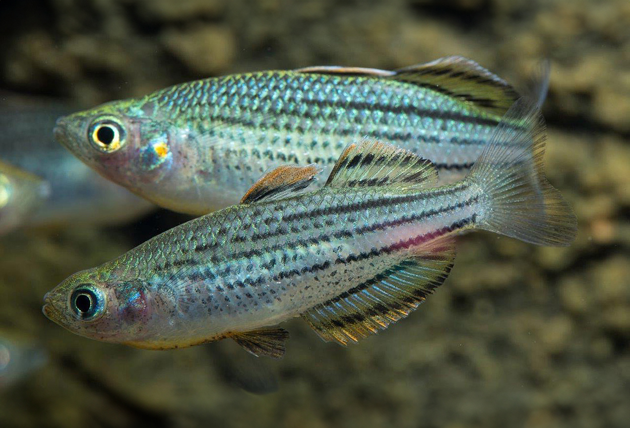 Sahuls regnbuefisk