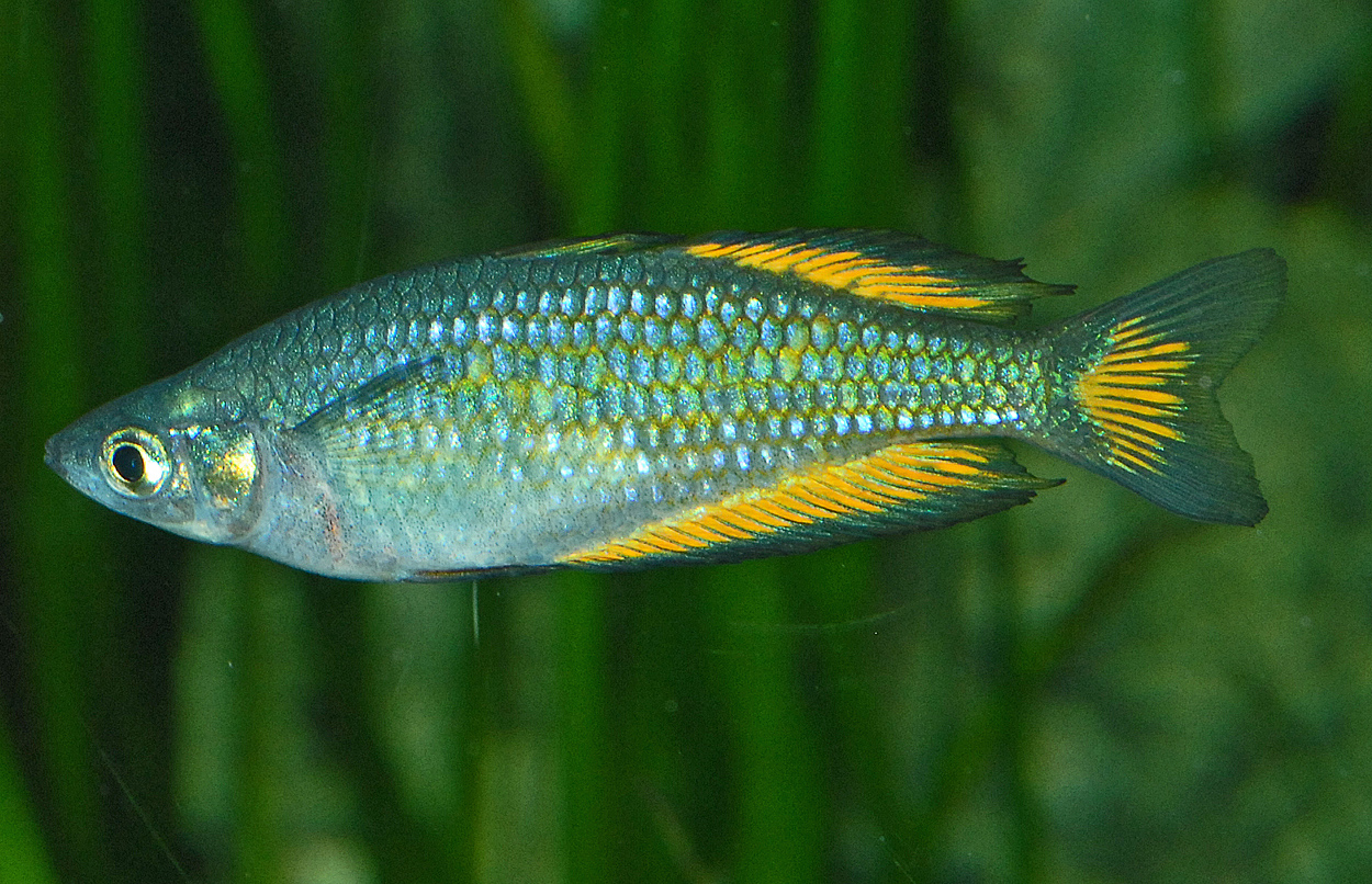 Melanotaenia splendida