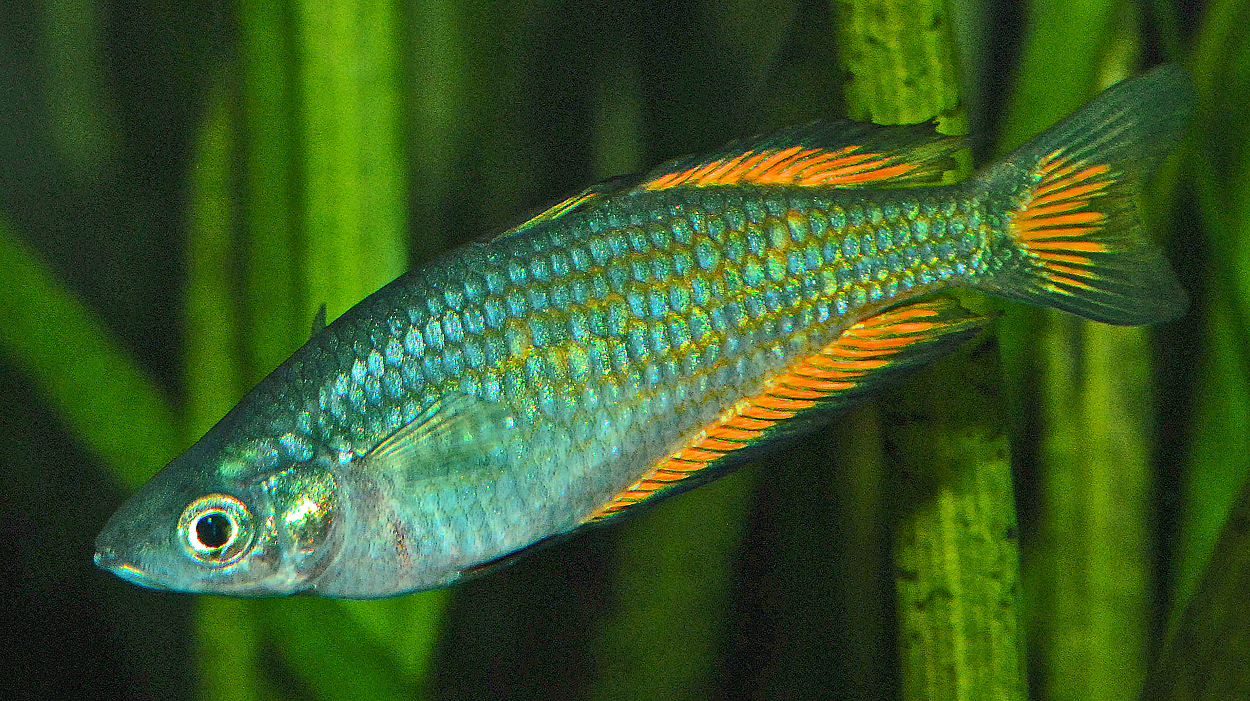Melanotaenia splendida