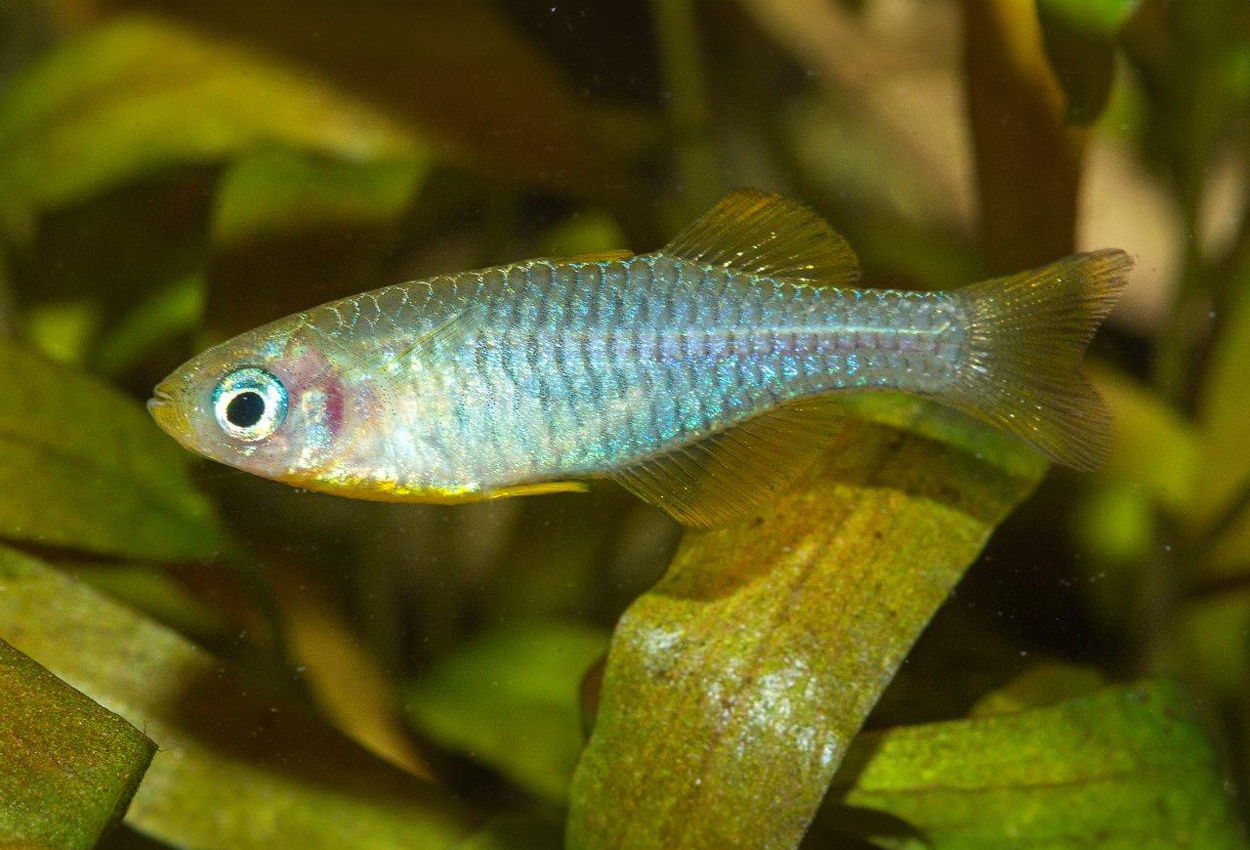 Forktail Blueeye