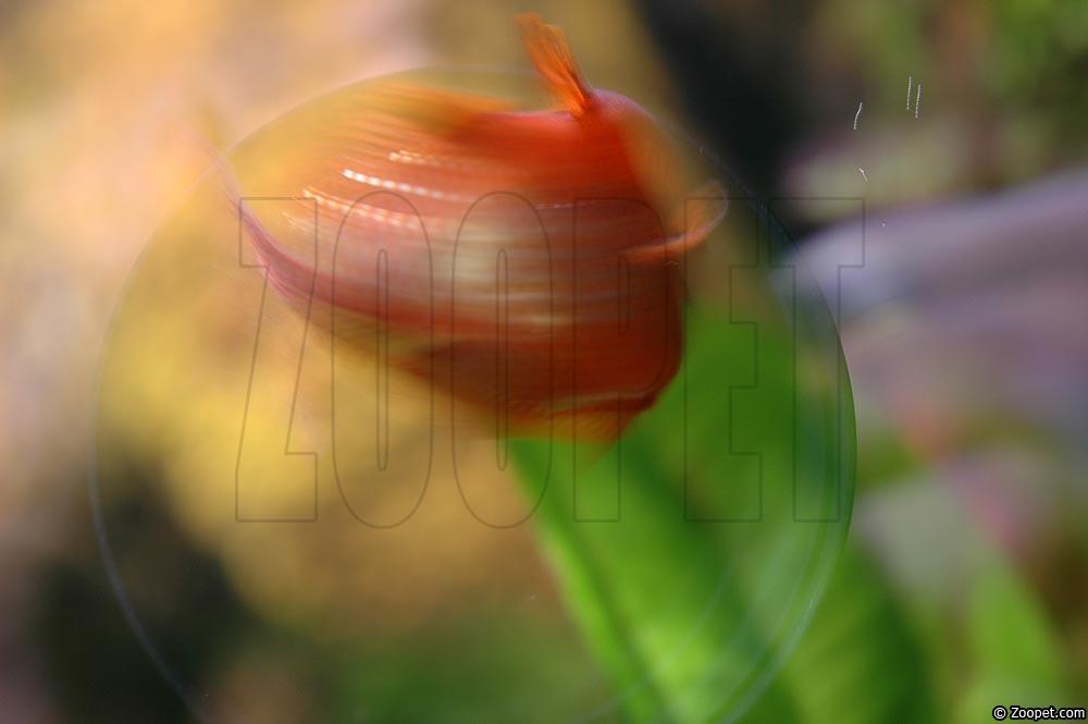 Glossolepis incisus