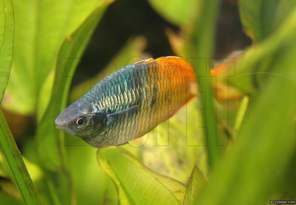 Melanotaenia boesemani