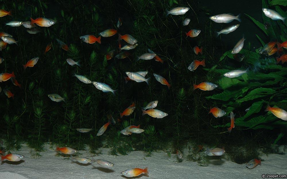 Melanotaenia boesemani