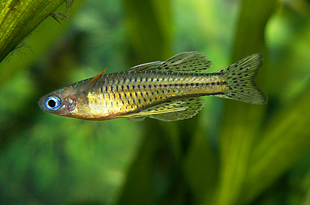 Pseudomugil gertrudae