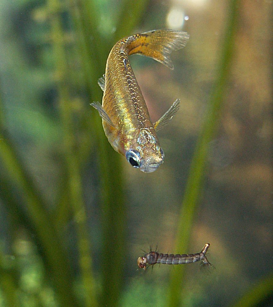 Pseudomugil gertrudae