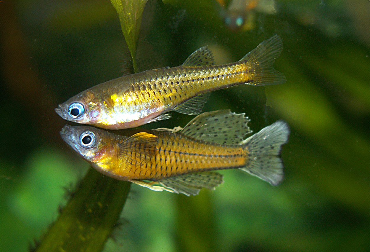Flekk blåøyd fisk, Gertruds regnbuefisk