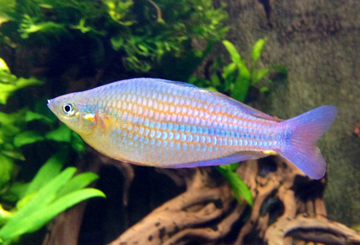Ogilbys regnbuefisk