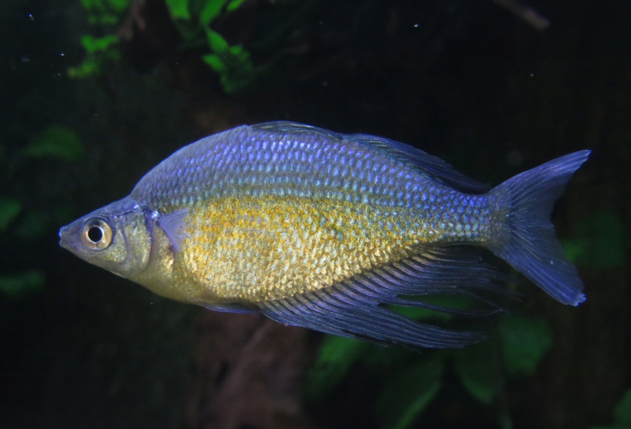 Glossolepis wanamensis