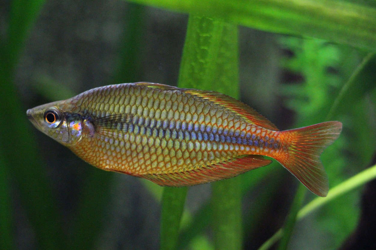 Melanotaenia trifasciata, Running Creek