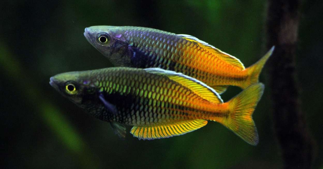 Melanotaenia boesemani