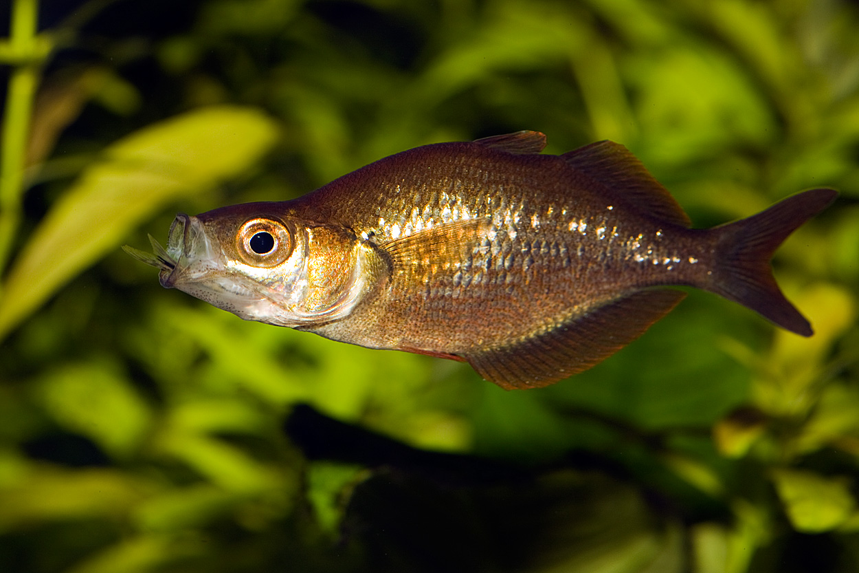 Glossolepis incisus