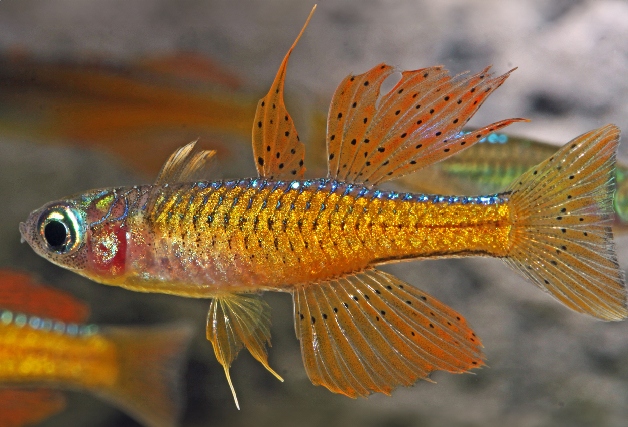 Rød neon pseudomugil