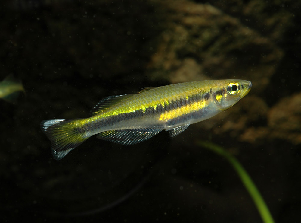 Bedotia madagascariensis