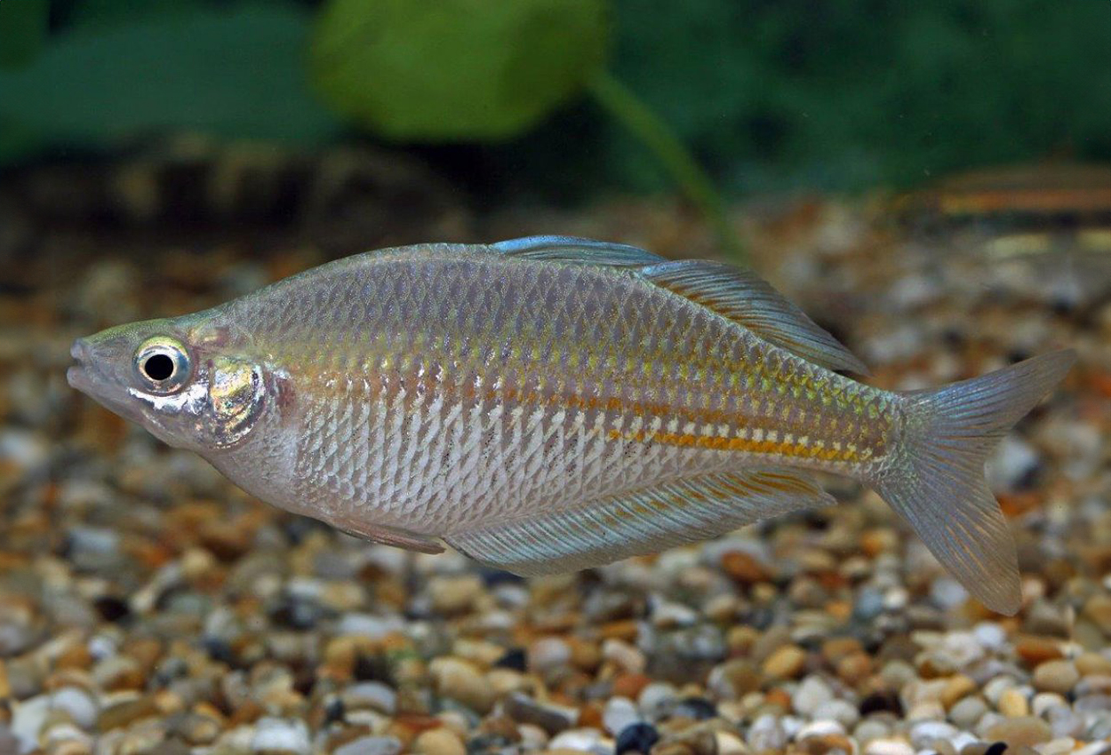 Glossolepis ramuensis