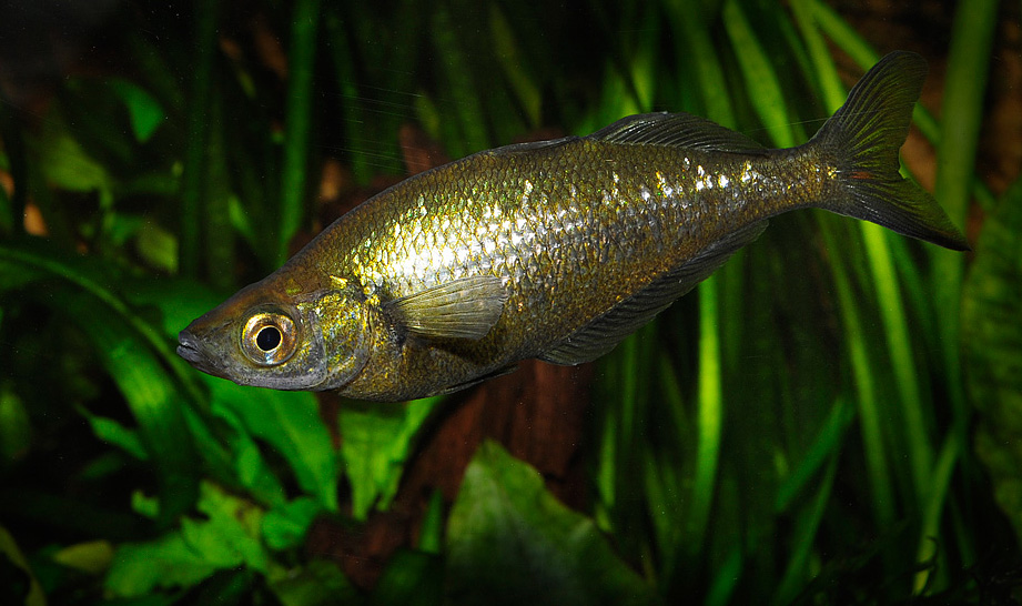 Glossolepis incisus