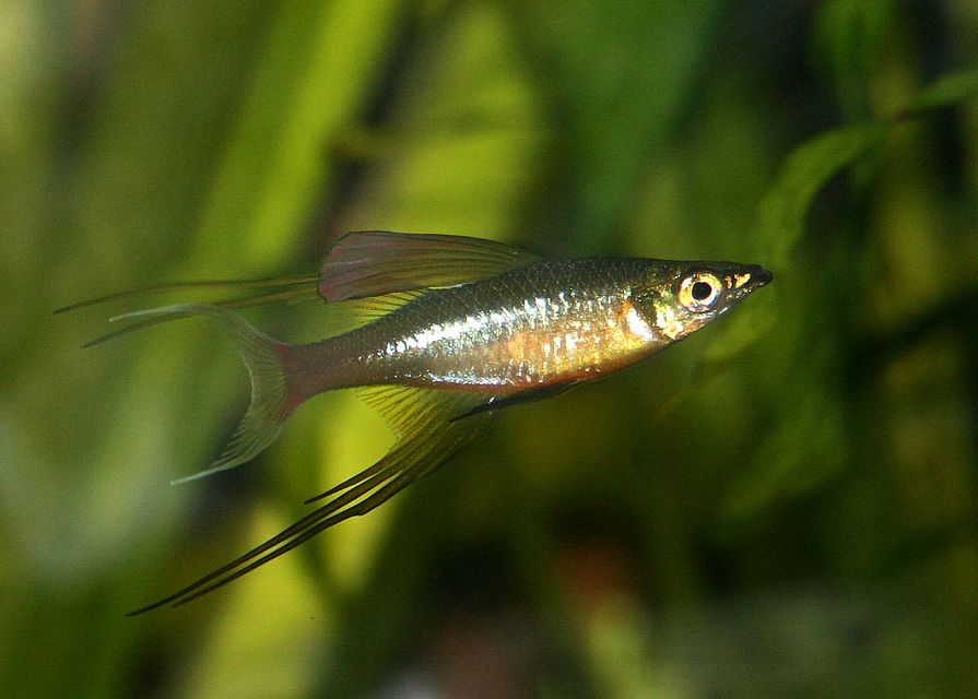 Iriatherina werneri