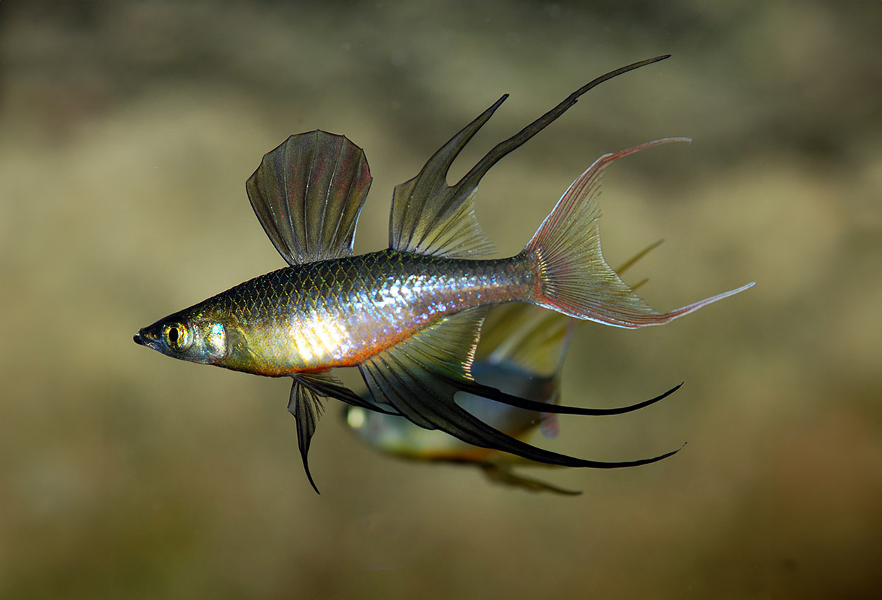 Iriatherina werneri
