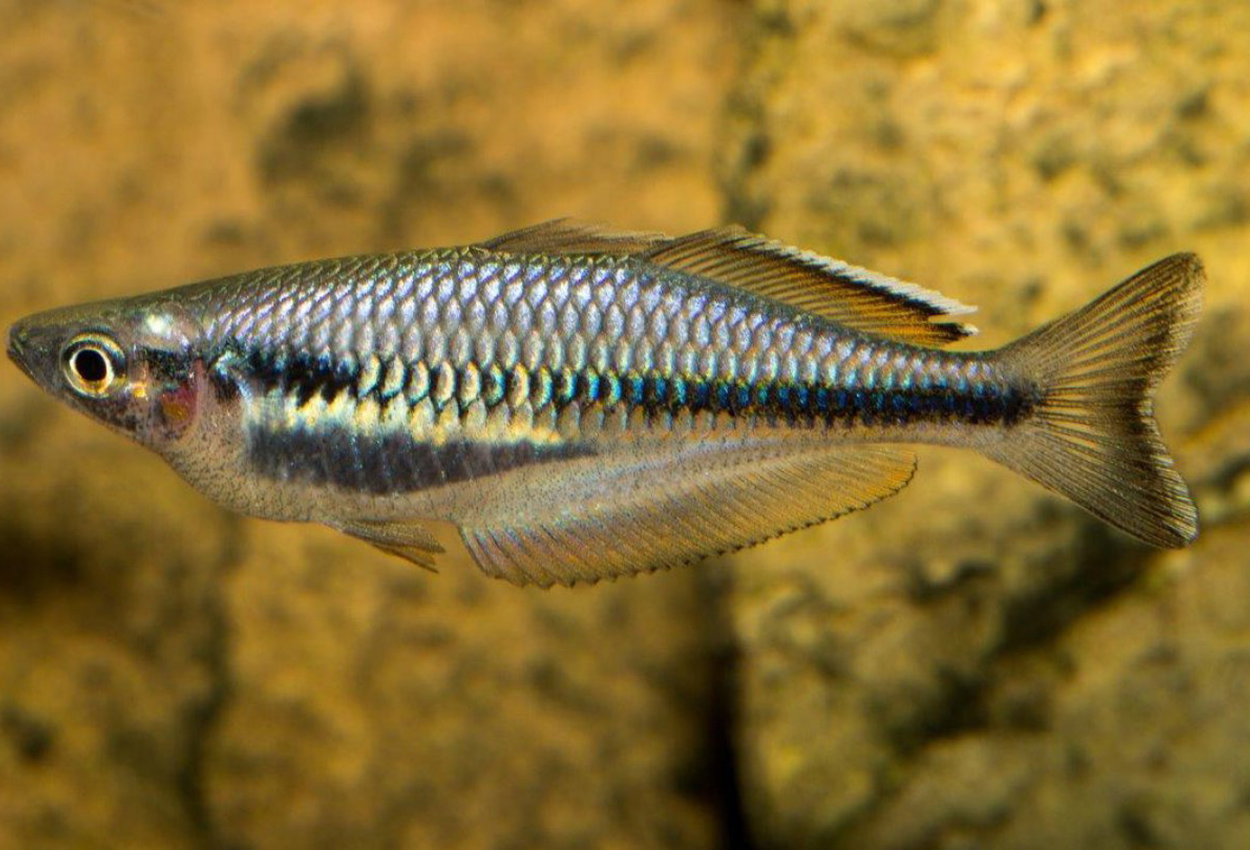 Sungai Baus regnbuefisk