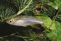 Marosatherina ladigesi