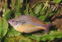 Melanotaenia affinis