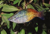 Melanotaenia boesemani