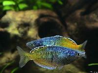 Melanotaenia boesemani