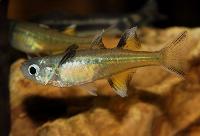 Pseudomugil signifer