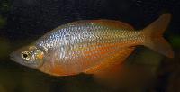 Glossolepis multisquamata
