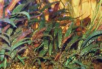 Cryptocoryne affinis