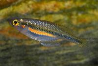 Melanotaenia fredericki