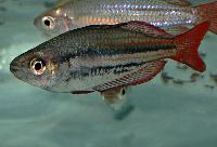 Melanotaenia australis