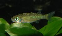 Telmatherina sp. 'Suraya'