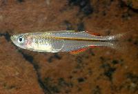 Pseudomugil pellucidus