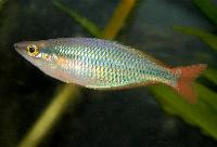 Melanotaenia sp. 'Aru II'
