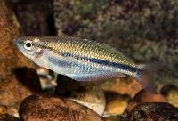 Melanotaenia dumasi
