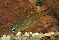 Pseudomugil ivantsoffi 