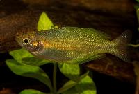Melanotaenia sexlineata